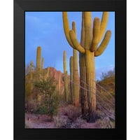 Fitzharris, Tim crna Moderna uokvirena muzejska umjetnost tisice pod nazivom - Tucson planine-Saguaro