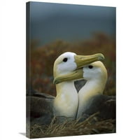 u. mahnuo je albatross uparivanje parova, Galapagos otoke, Ekvador Art Print - Tui de Roy