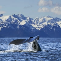 Pogled na grbavi kitov koji diže rep dok ronjava pod površinom na zalasku sunca, unutar prolaza, jugoistočni aljaska poster ispis
