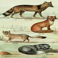Sjevernoamerički sisari lisice lisice Print maslina Otis