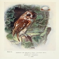 Britanski ptice Tawny Owl Poster Print George Rankin