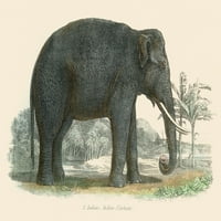 Indijski elefant vintage ilustracija indijski slon zidni umjetni slonovi plakati za zid Slon umjetnosti