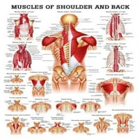 Mišići ramena i back laminirani anatomijski grafikon