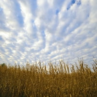 Kukuruzno polje sa plavim nebom i prekrasnim oblacima Poster Print Gayle Harper