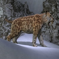 Sabljački zupčani tigar prolazi kroz sneg. Poster Print Corey Ford Stocktrek Images