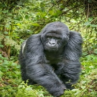 Afrika-Ruanda-vulkani Nacionalni park-planinski Gorilla Siverback od Paul Souders