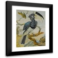 Krug Aert Schouman Black Moderni uokvireni muzej umjetnički print pod nazivom - Hornbill i druga ptica