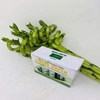 JM- stabljike spiralnih boca mo'green gnojiva biljne hrane JMBAMBO