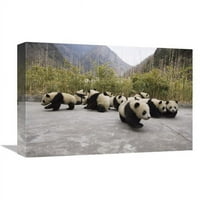 Globalna galerija GCS-453025-1218- In. Divovske pande Cubs, Rezervat prirode Wolong, Kina Art Print