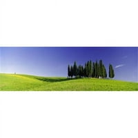 Drveće na pejzažu Provincija Val Dorcia Siena Toskana Italija Poster Print do - 12