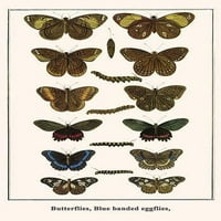Nymfalidae, Brassolis Sophorae, Parides Anises, Hippolymnas Alimena, Papilionidae Poster Print Albertus