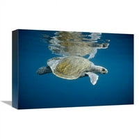 u. Olive Ridley Sea Turtle Plivanje u otvorenom oceanu, otoci Galapagos, Ekvador Art Print - Tui de Roy
