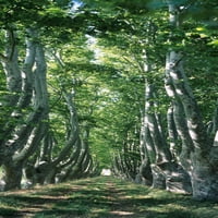 Ravnine stabla u šumi, Provansi, Provansa-Alpe-Cote d'Azur, Francuska Poster Print