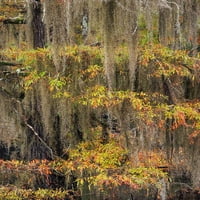 Ćelavo čempres drvo dragi u španskoj mahovini sa padajućim bojama Caddo Lake State Park-nesigurni Texas
