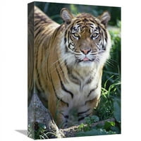 In. Bengal Tiger Portret, Woodland Park Zoo Art Print - Gerry Ellis