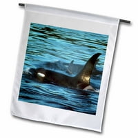 Kitovi ili orke, otoci San Juan, Washington - US KSC - Kevin Schafer Garden Flag FL-96454-1