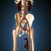 Muški kostur sa posterom za ureter sistema