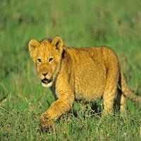 Afrički lavb cub Tim Fitzharris