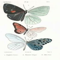 Leptiri, plakat ploča Print by Emile Blanchard