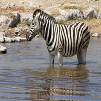 Zebra stoji u vodenici, Etosha NP, Namibija od Wendy Kaveney