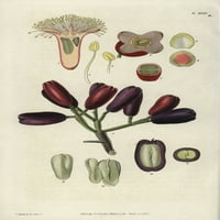 Caryophyllus aromatic, klinčići začine Flogera Poster Print ® Florilegije Mary Evans