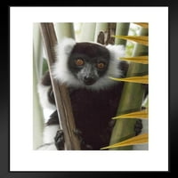 Ruffed Lemur Madagaskar Pripremat Monkey Decko Decko Decon Monkey slike za zidnu majmunu Slike za kupatilo