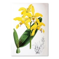 AmericanFlat Fitch Orchid Laelia Xanthina od New York Botanička bašta Art Art Print