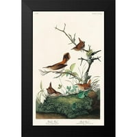 Audubon, John James Crni moderni uokvireni muzej umjetnički print pod nazivom - zimski wren i rock wren
