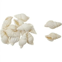 Nassa Reticulata Seashells torba .625-1 Kilo