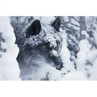 Usamljeni vuk u snježnom plaku Ispis Don Hammond, - Veliki