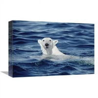 Globalna galerija u. Polar Bear Plivanje, otok Baffin, Nunavut, Kanada Art Print - Flip Nicklin
