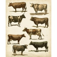 Vision Studio Crni moderni uokvireni muzej Art Print pod nazivom - Antička krava karta