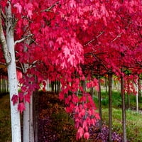 Oregon-šumska šuma Grože stabala u cijeloj jesen jesen crveno crveno od Richarda Duvala