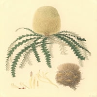 Banksia Speciosa, izložbeni bankinjski poster Print Mary Evans Prirodnjački muzej
