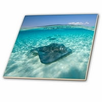 3Droza Kajmanska ostrva, Hawksbill Sea Turtle i Coral Reef -CA PSO - Paul Souders - Keramička pločica