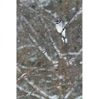 Blue Jay Cyanocitta Cristata smješten je na grani pod snježnim padavinama - Quebec Canada Poster Print