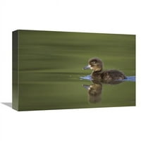 u. Tufted patku mladi, plivanje na jezeru, bambois, belgijum art print - cedric jacket