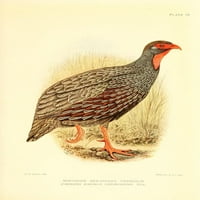 Igra-ptice i voda-ptica južne Afrike Sjeverni crveni vrat Francolin Poster Print Narednice Charles G. Davis