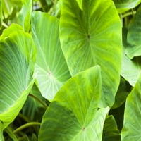 Izbliza širokih, zelenih lišća postrojenja Taro; Hanalei, Kauai, Havaji, Sjedinjene Američke Države