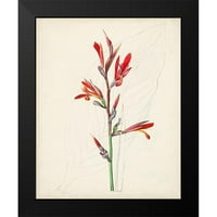 Nepoznati Crni moderni uokvireni muzej umjetnički print pod nazivom - akvarel botanički skice XII