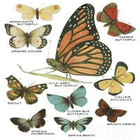 Botanički leptiri razglednica II bijeli poster Print by Wild Apple Portfolio Wild Apple Portfolio # 52900