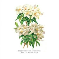 Kupite veću 0-587-03667-2P Rhododendron Augustinii i njen bijeli oblici - veličine papira P12x18