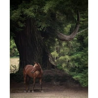 Friedman, Susan Crna Moderna uokvirena muzejska umjetnost Print pod nazivom - konj u drveću II