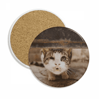 Životinjska zabavna mačka fotografija pucaju koprive za zaštitu stola za zaštitu stola upijajući kamen