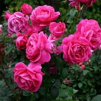 Heirloom Roses - Grande Dame Hybrid Tea Rose Bush