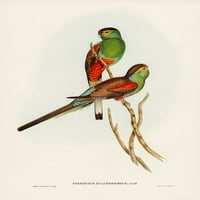 Prekrasan paraketi-psefotus pulcherrimus print - John Gould