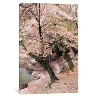 Icancas Cherry Blossum Lane Galerija zamotana platna Art Print Monte Nagler