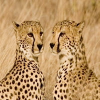 Kenija, Masai Mara portret braće na gepardu Joanne Williams