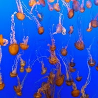 Jellyfish by Carol Highsmith