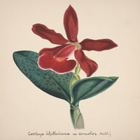 Kolekcija d'orchide c. Cattleya Schilleriana Poster Print nepoznato